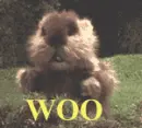 groundhog