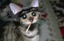 gangster cat