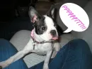 Boston Terrier blowing raspberries