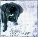 Puppy Love