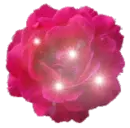 twinkle rose