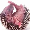 baby hedgehodge