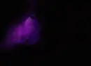 dragon with purple moon