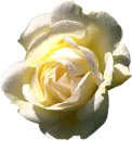 light white rose