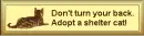 adopt a shelter cat
