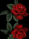 rose reflection