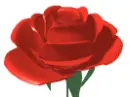 red rose rotate
