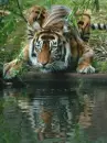 tiger crouch