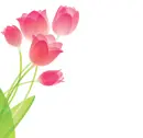 Tulip
