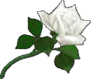 white rose
