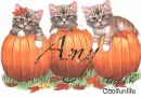 Amy kittys