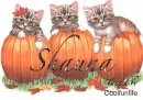 Shauna kittys