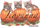 Jiovanna kittys