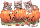 Shonna kittys
