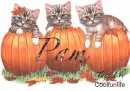 Pam kittys