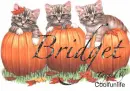 Bridget kittys