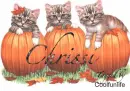 Chrissi kittys