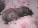 perrito cariÃ±oso