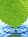 water leaf