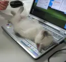 Cat on laptop