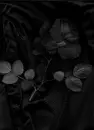 black rose bleeding