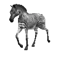 walking zebra