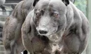 GIANT PITBULL