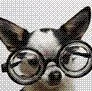 dog with glasses