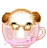 Teacup Puppy