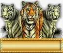 TIGERS