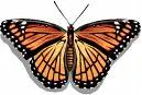Tiger Butterfly