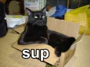 Sup??
