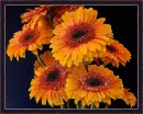 Flowers.