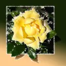 Rose.