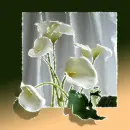 Flowers.