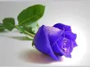 Rose.