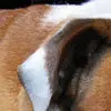 bulldog zoom avatar