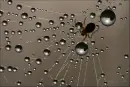 Drop