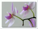 Orchid