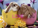 Bunny love