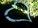 heart in grass