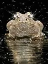 mythical frog