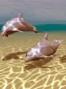 two dolphins
