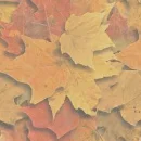 autumn leaves wallpaper