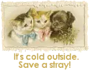 cold outside - save a stray