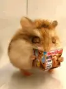 mouse magazine
