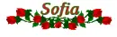 Red Roses - Sofia