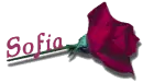 Red Rose - Sofia