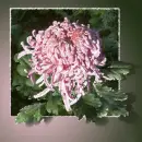 Flower.