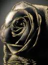 black gothic rose